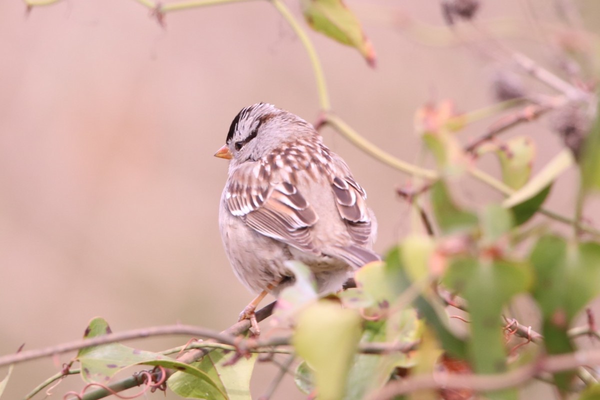 White-crowned Sparrow (Gambel's) - ML615157847