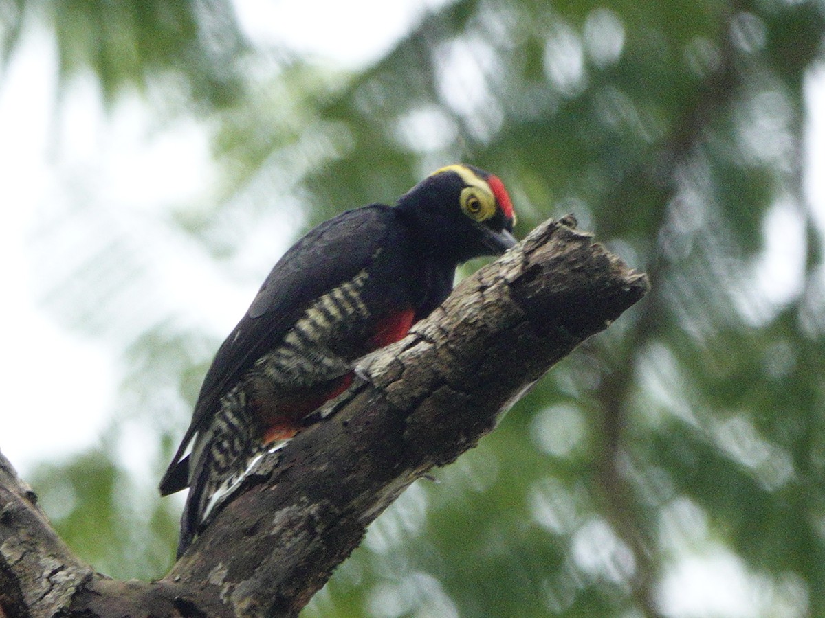 Yellow-tufted Woodpecker - ML615157870