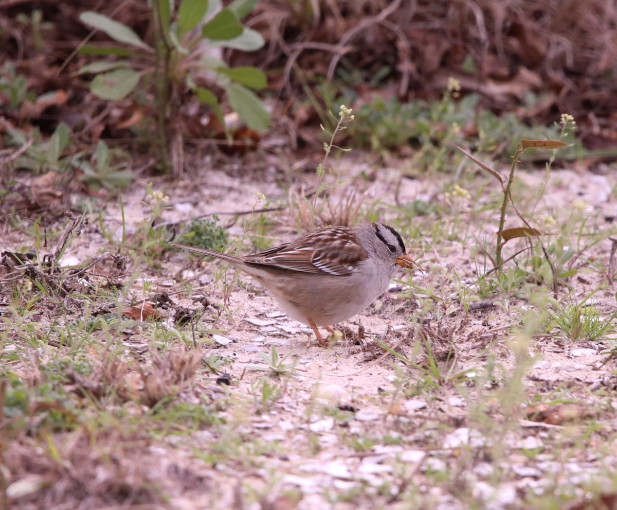 White-crowned Sparrow (Gambel's) - ML615158033