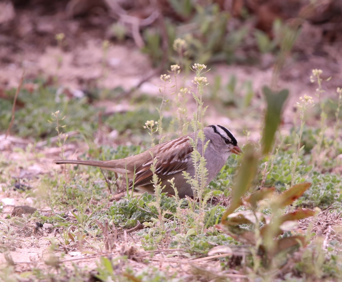 White-crowned Sparrow (leucophrys) - ML615158035