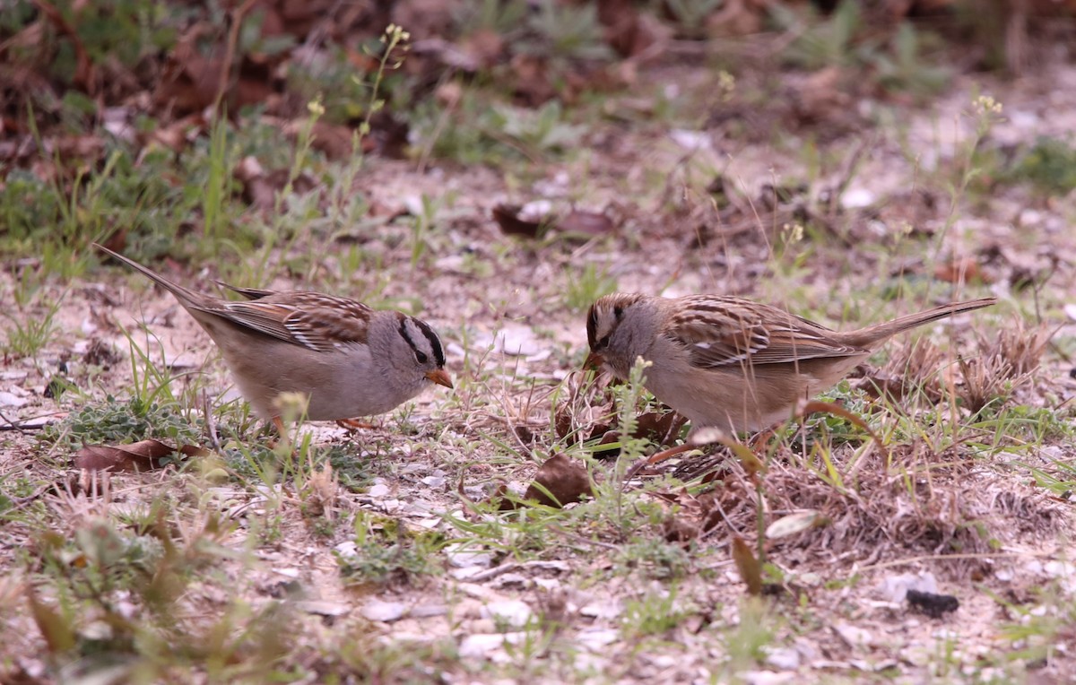 White-crowned Sparrow (leucophrys) - ML615158105