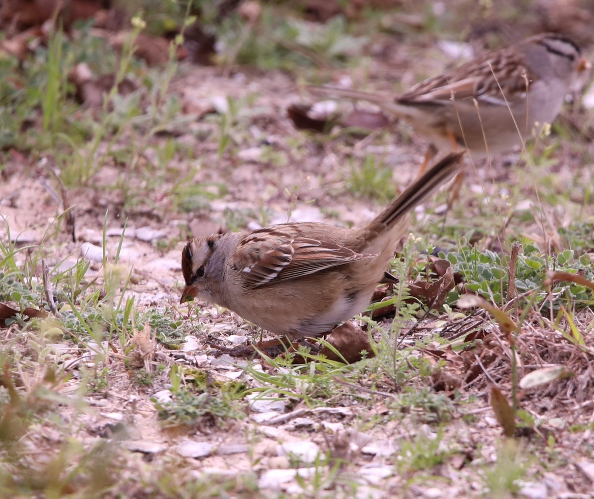 White-crowned Sparrow (leucophrys) - ML615158111