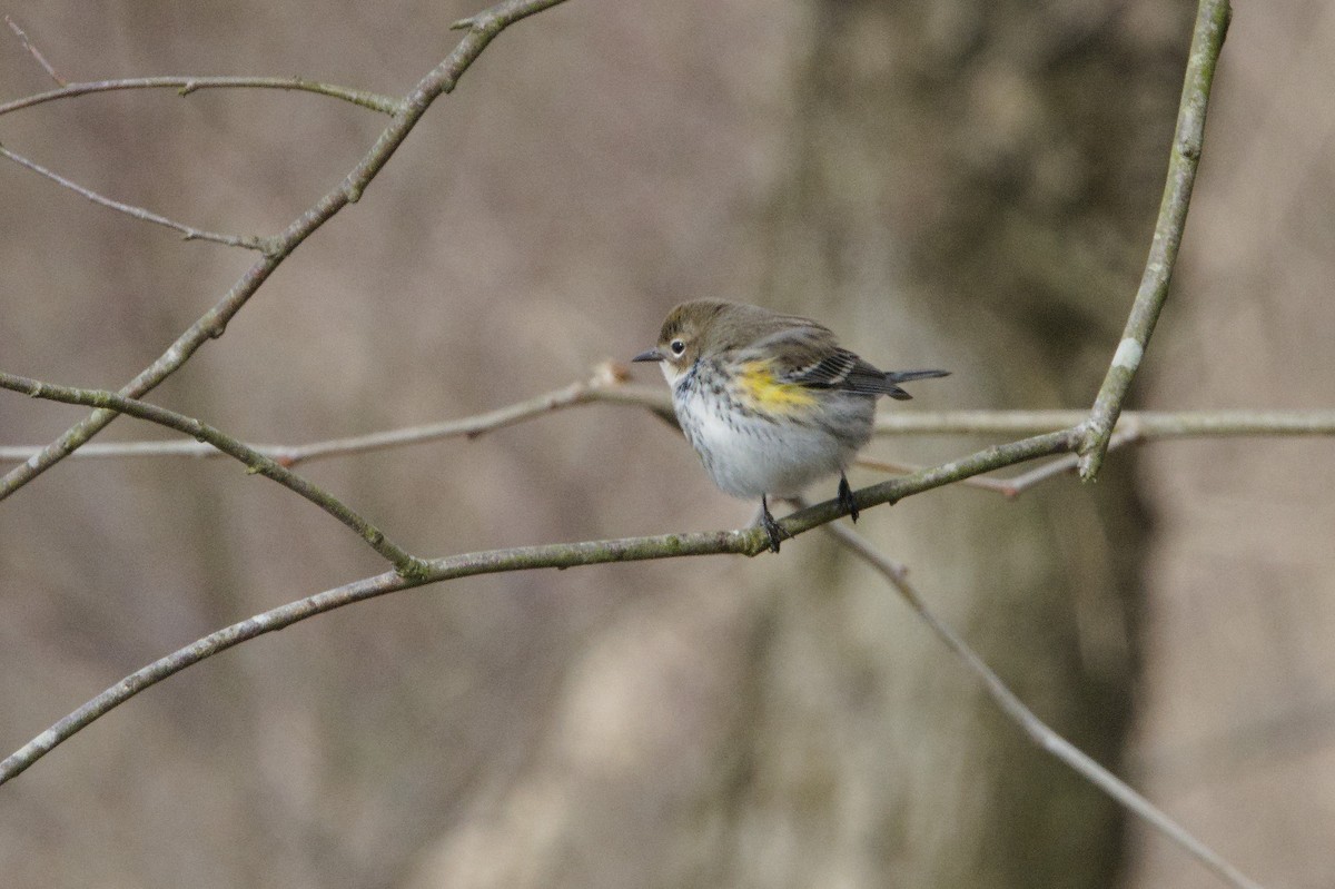 Yellow-rumped Warbler (Myrtle) - ML615158143