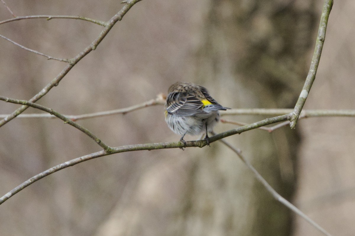 Yellow-rumped Warbler (Myrtle) - ML615158145