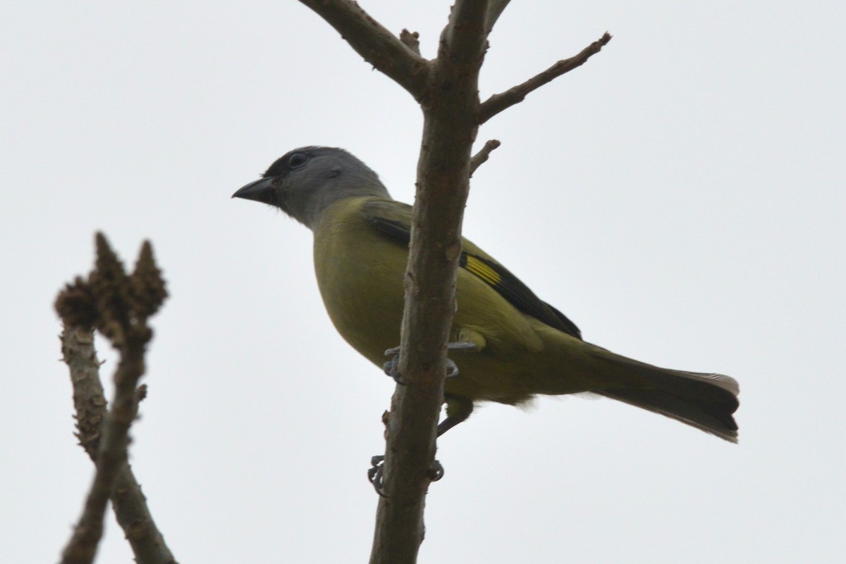 Yellow-winged Tanager - ML615158161