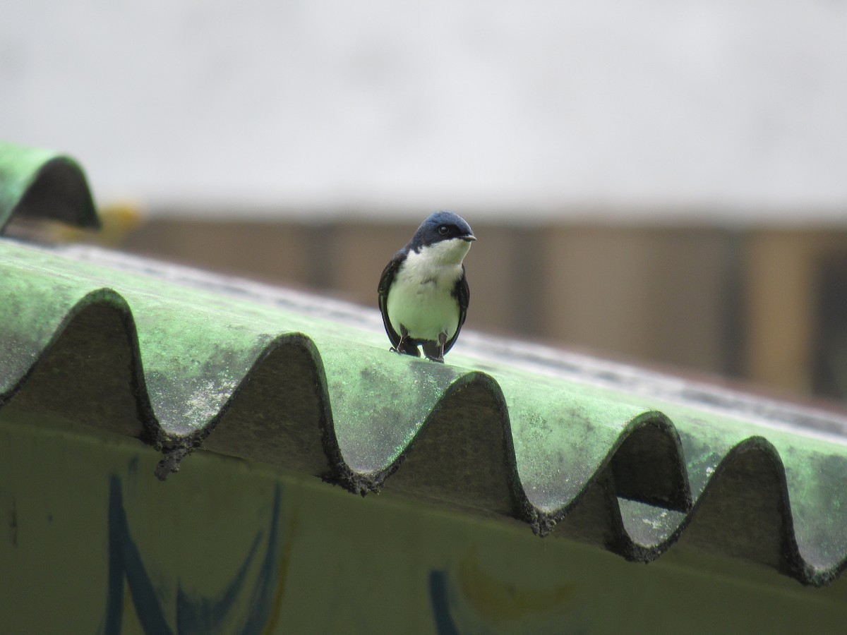 Blue-and-white Swallow - ML615158381