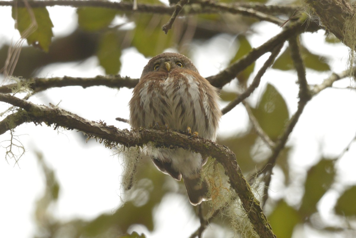 Tamaulipas Pygmy-Owl - ML615158499