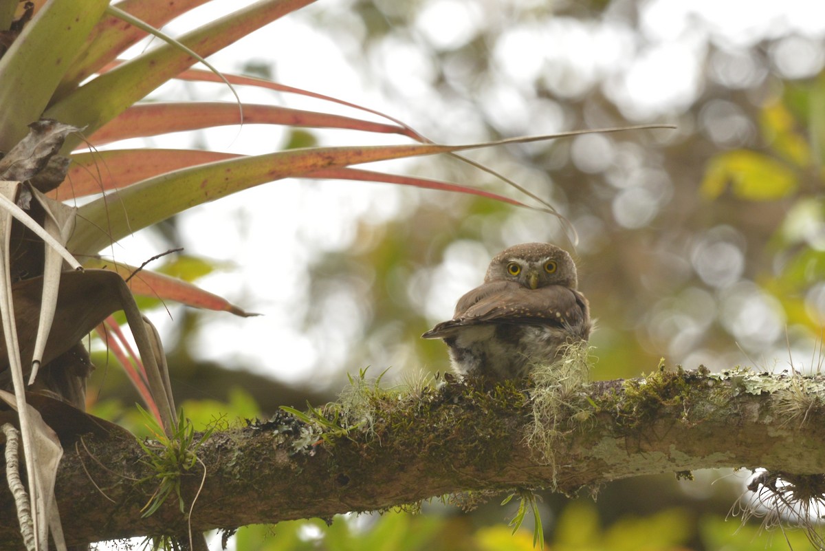 Tamaulipas Pygmy-Owl - ML615158500