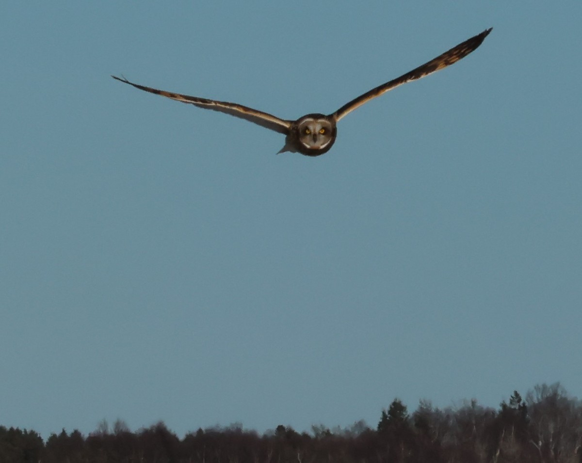 Short-eared Owl - ML615158503