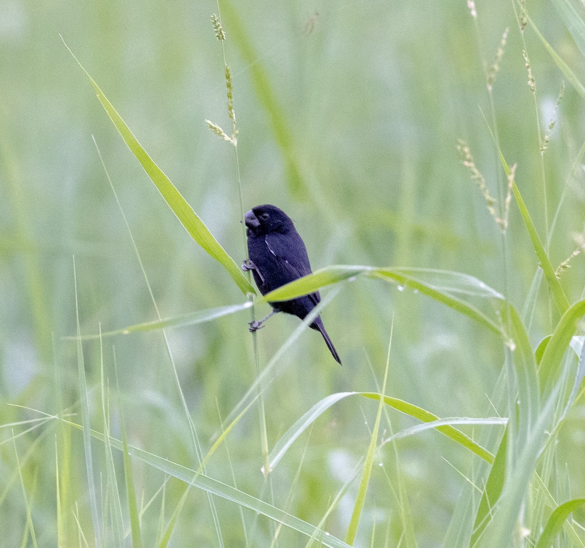 Variable Seedeater - ML615158578