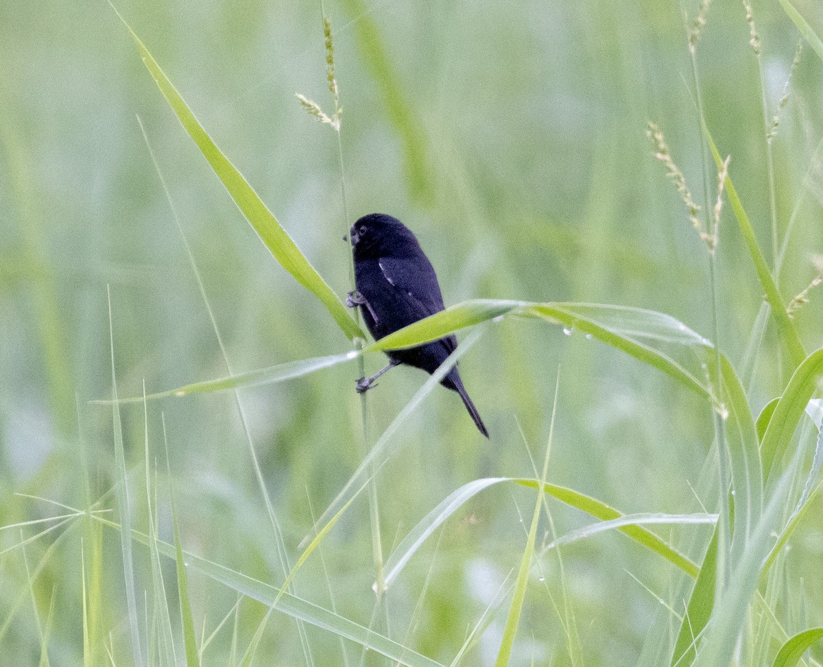 Variable Seedeater - ML615158579