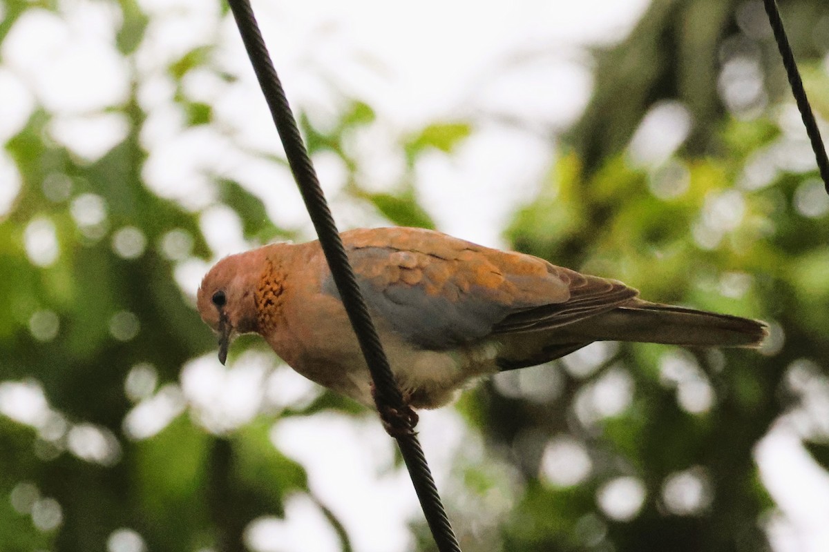 Laughing Dove - ML615158711