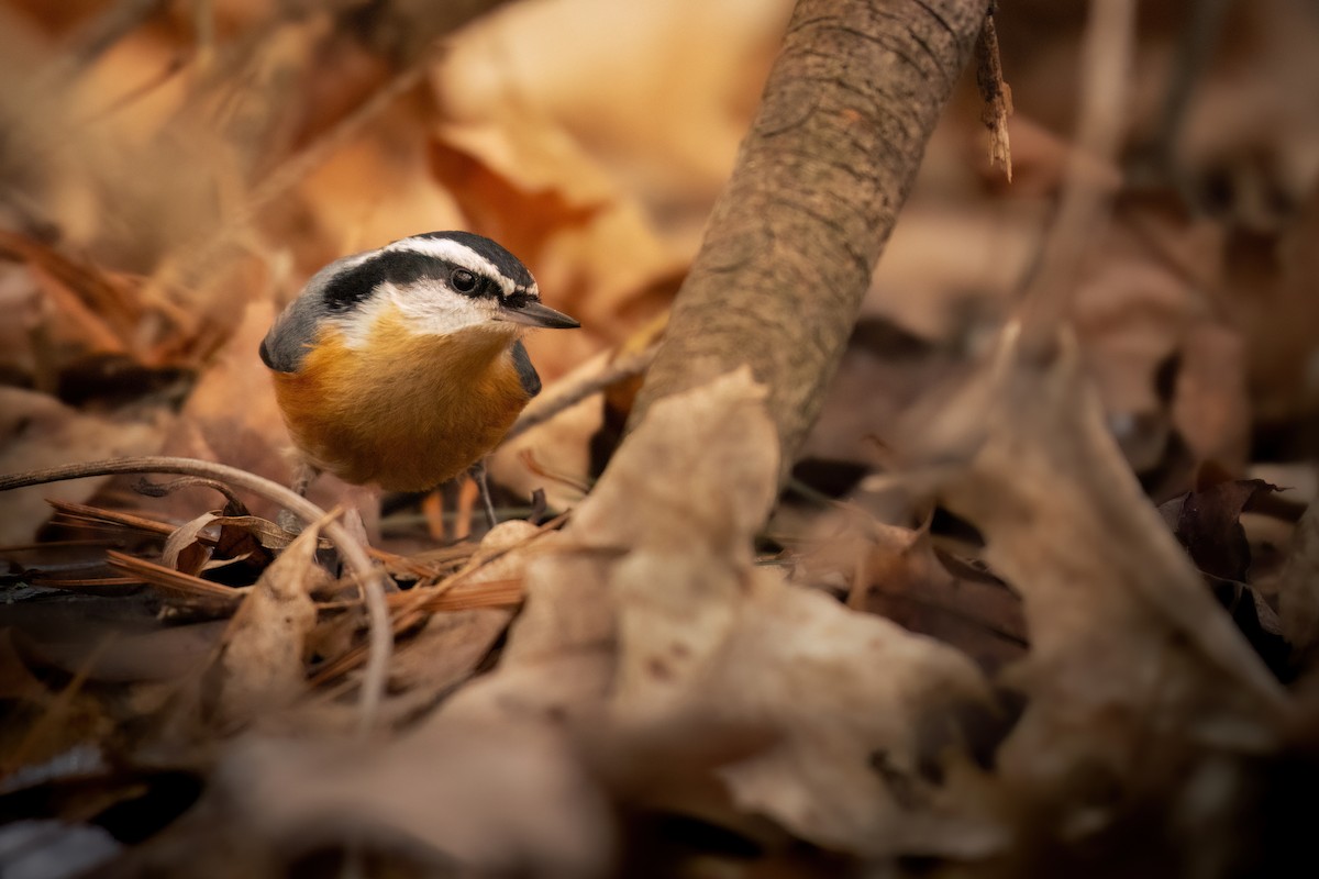 Red-breasted Nuthatch - ML615158716