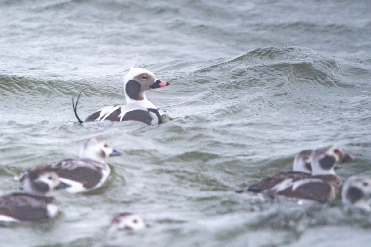 Long-tailed Duck - ML615158762