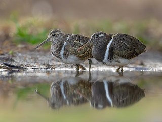  - Australian Painted-Snipe