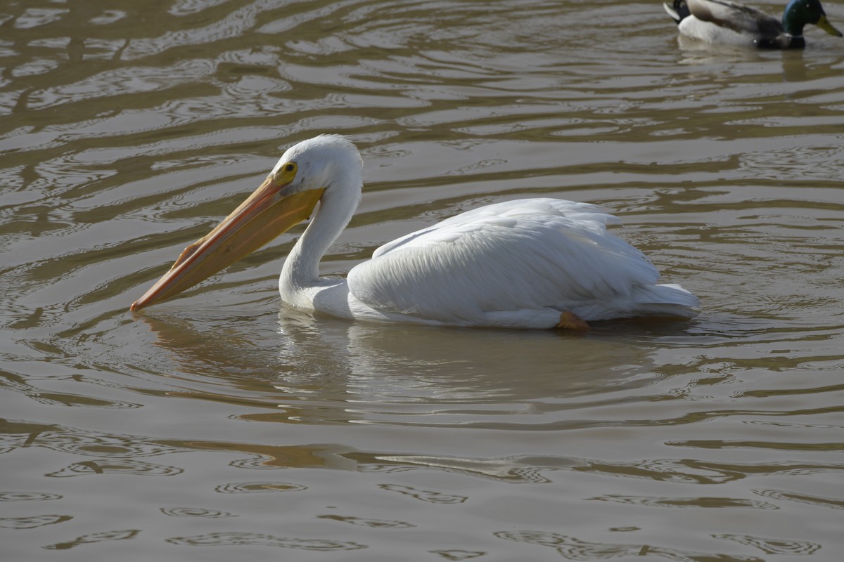 pelikán severoamerický - ML615158806