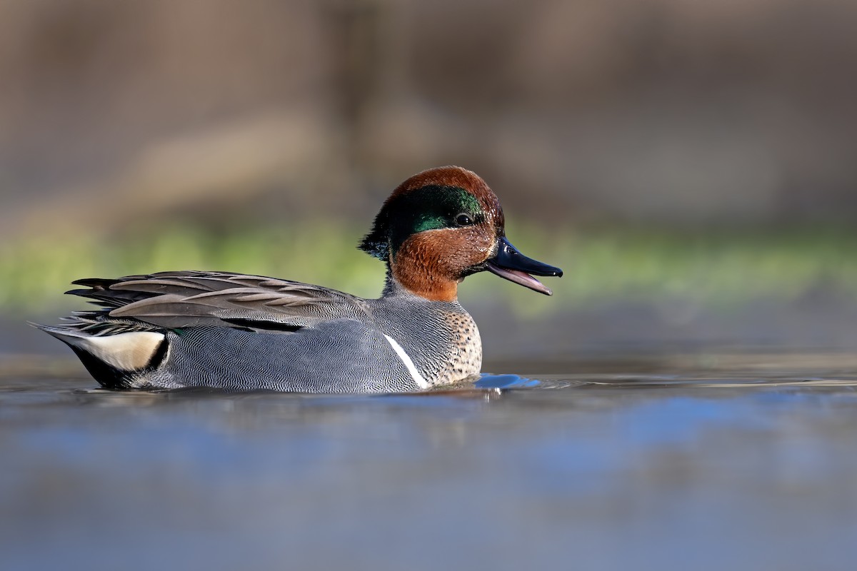 Green-winged Teal - ML615158821