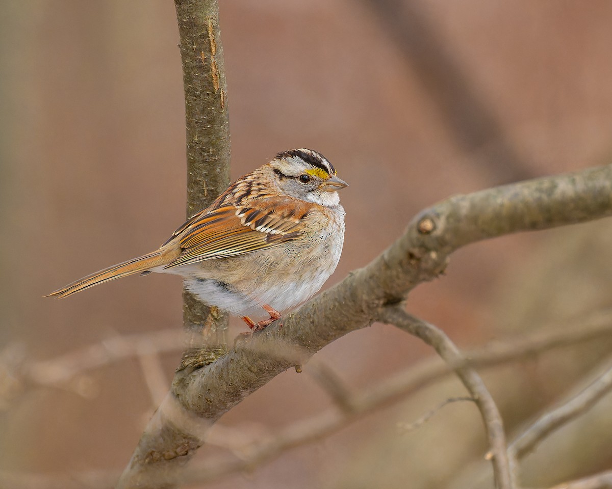 White-throated Sparrow - ML615159114