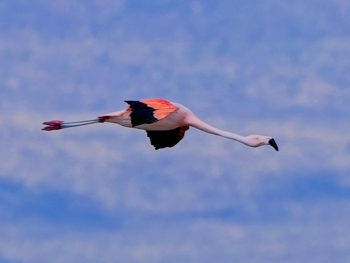 Chilean Flamingo - ML615159222