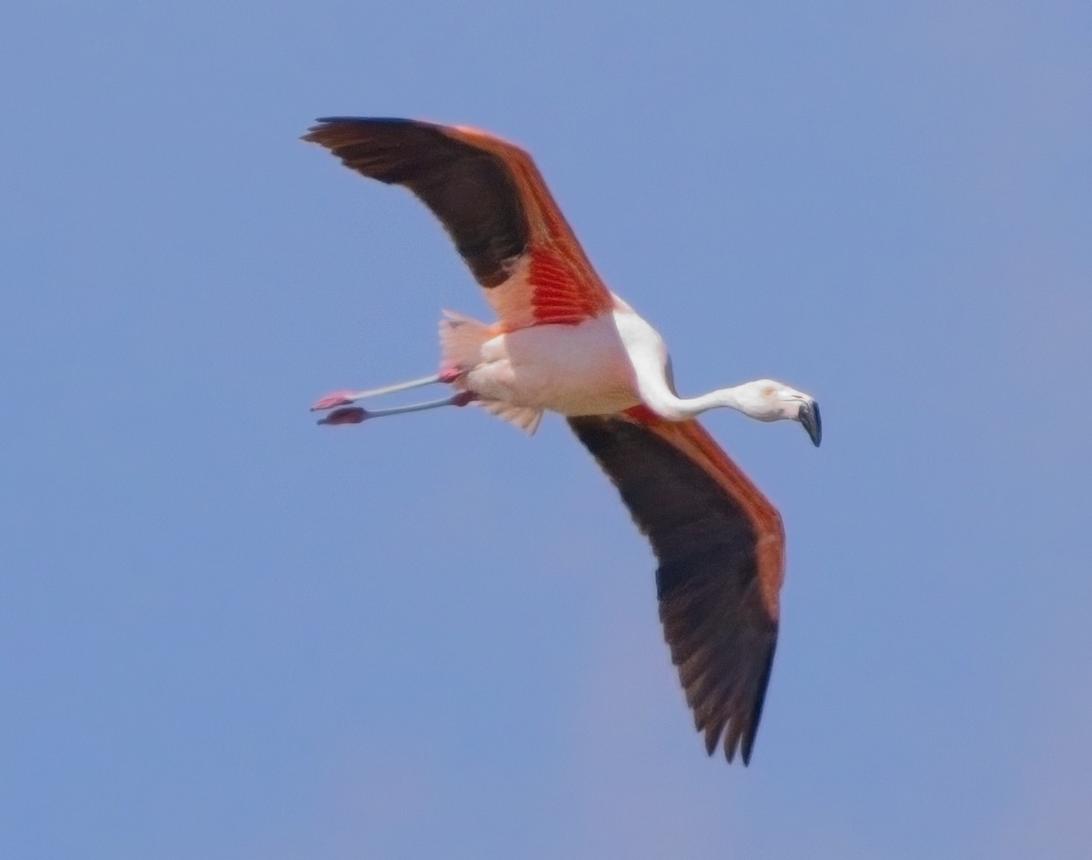 Chilean Flamingo - ML615159223