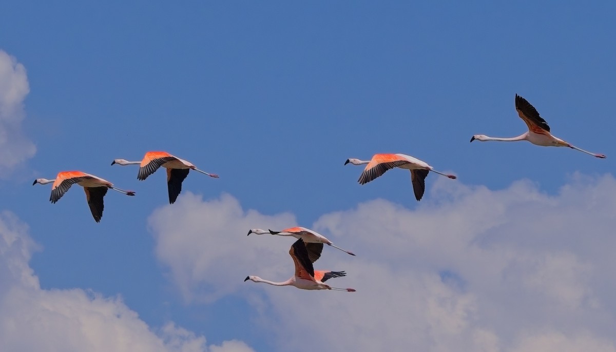 Chilean Flamingo - ML615159226