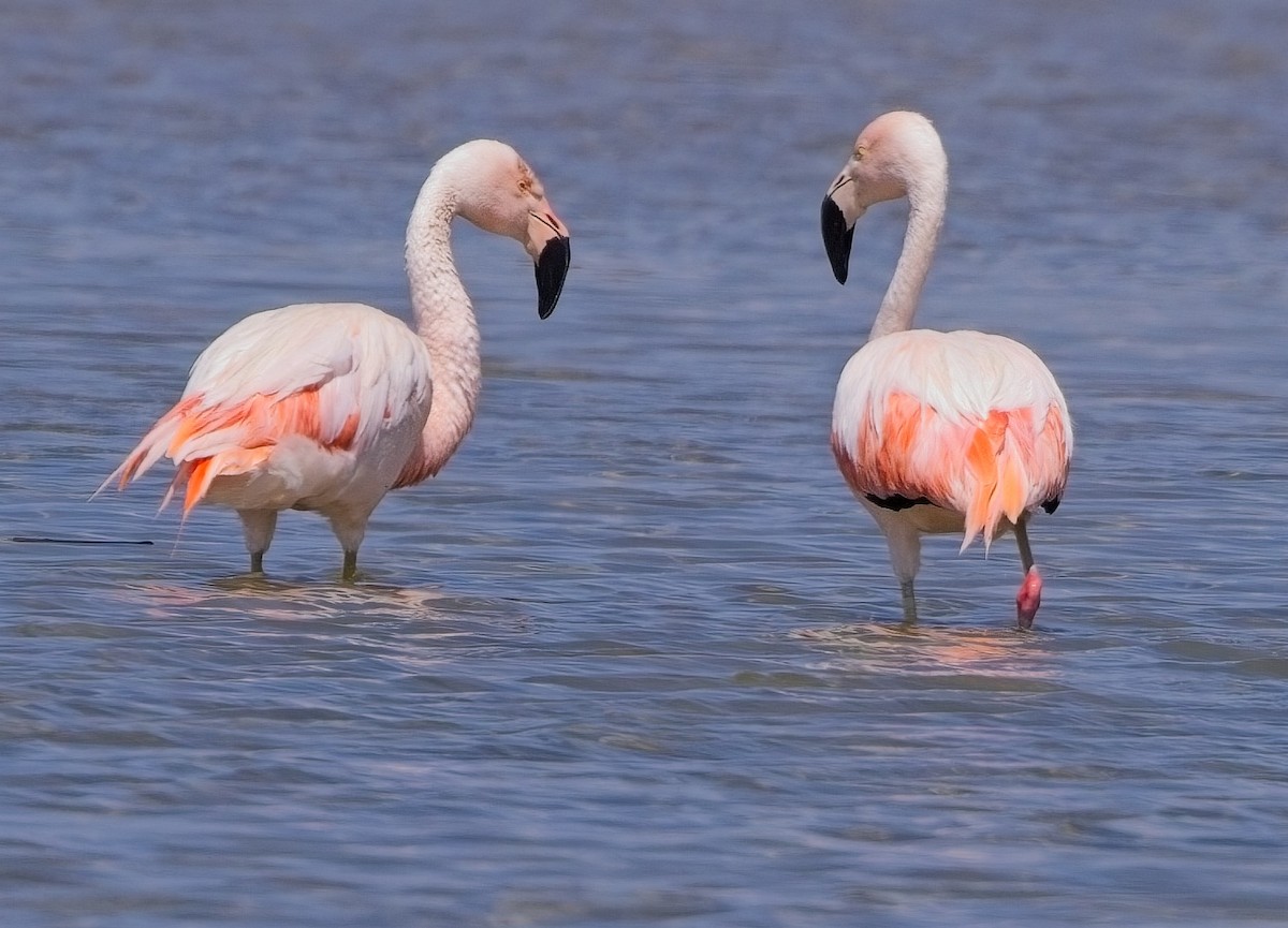 Chilean Flamingo - ML615159227