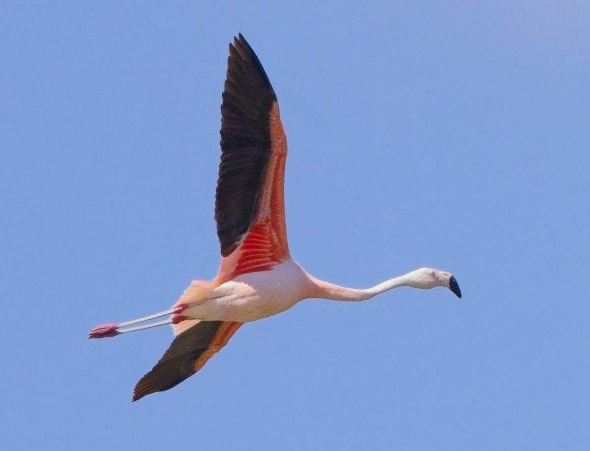 Chilean Flamingo - ML615159228