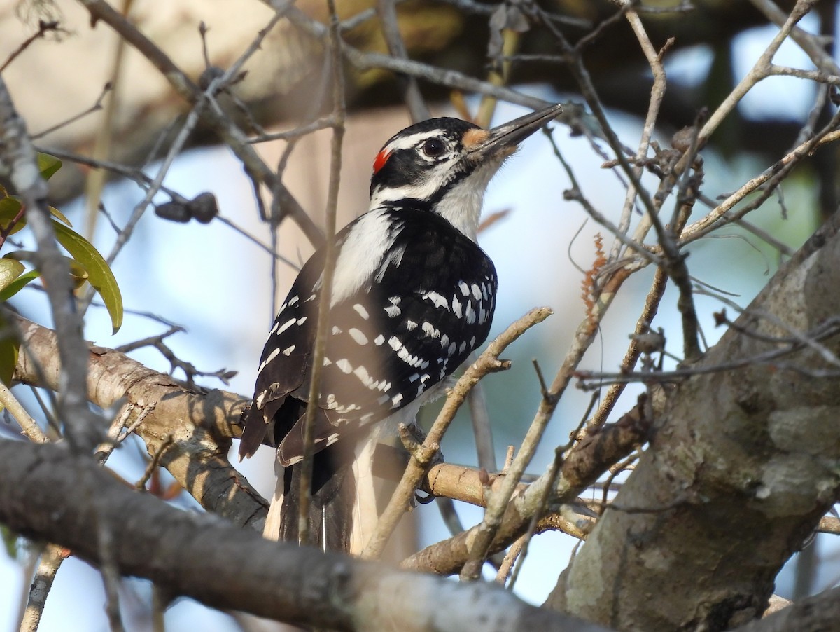 Hairy Woodpecker - ML615159311