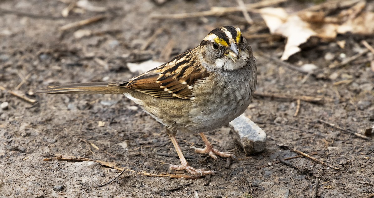 White-throated Sparrow - ML615159385