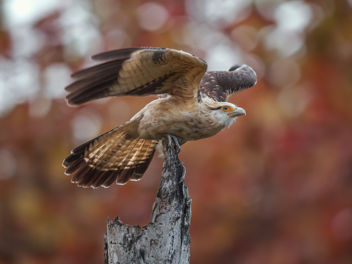 Yellow-headed Caracara - Daptrius chimachima - Birds of the World