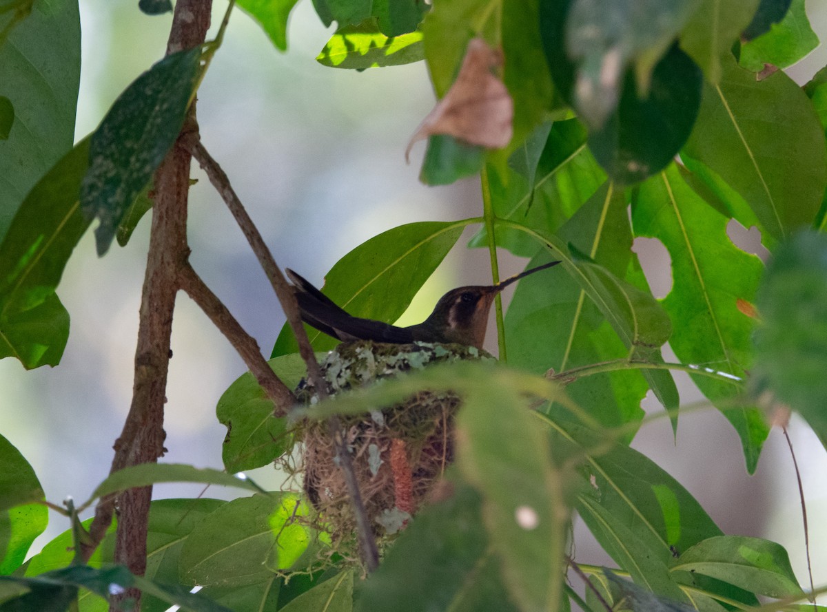 kolibřík ametystohrdlý - ML615159415