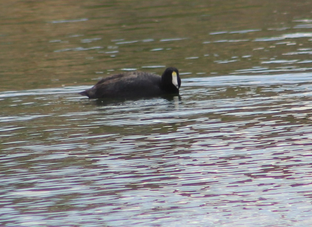 American Coot (White-shielded) - ML615159609