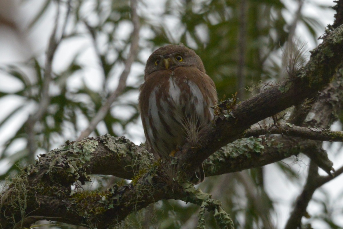 Tamaulipas Pygmy-Owl - ML615159629