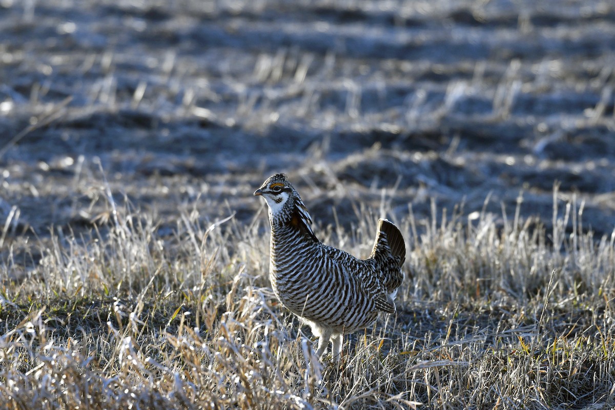 Greater Prairie-Chicken - ML615159643