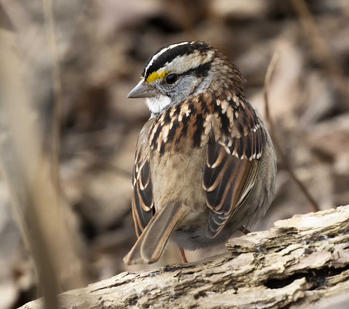 White-throated Sparrow - ML615159664
