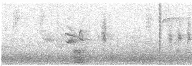 kolibřík širokozobý - ML615159822