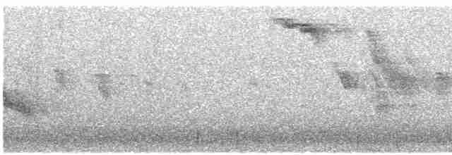 Broad-billed Hummingbird - ML615159823