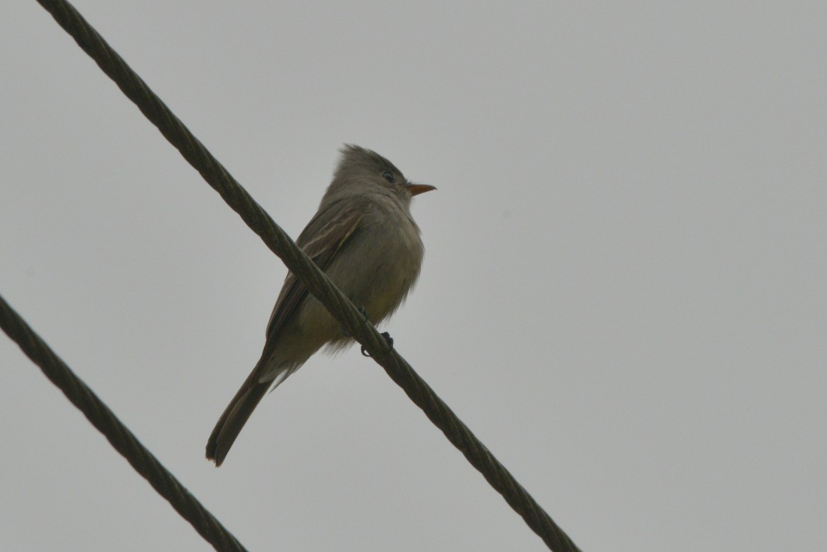 Greater Pewee - ML615159824