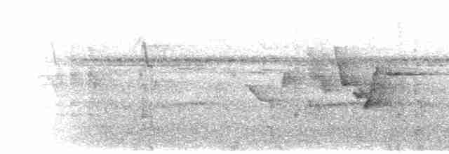 Fiji Shrikebill - ML615159901