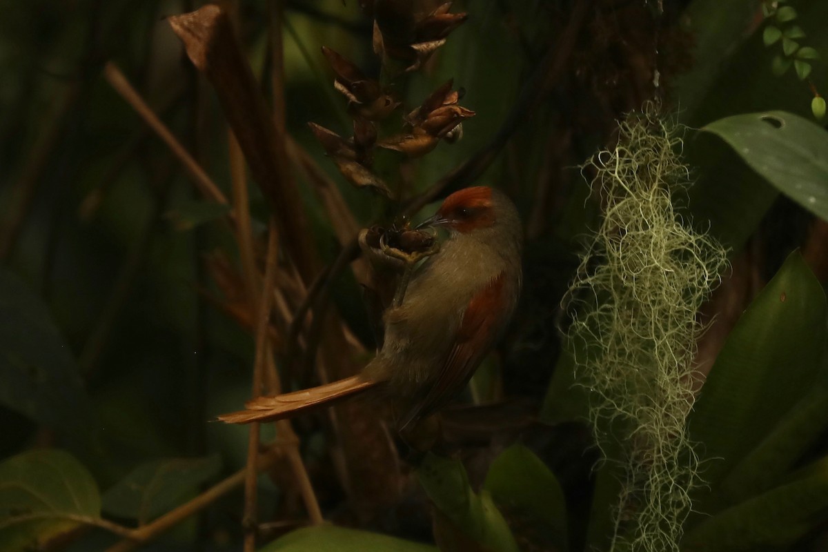 Red-faced Spinetail - ML615160022