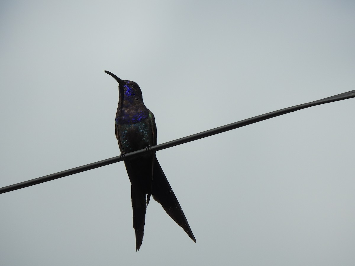 Swallow-tailed Hummingbird - ML615160039
