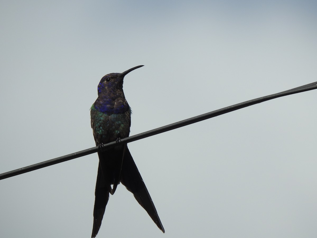 Swallow-tailed Hummingbird - ML615160040