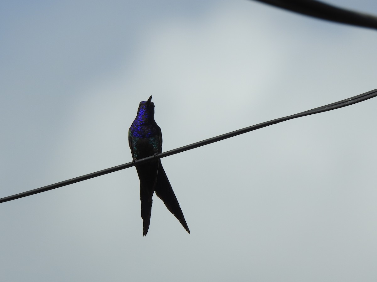 Swallow-tailed Hummingbird - ML615160041