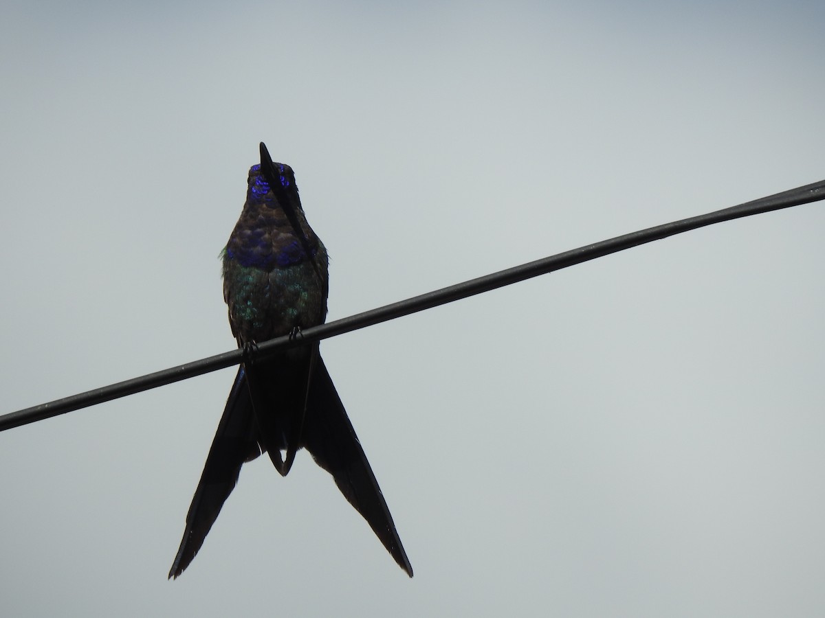 Swallow-tailed Hummingbird - ML615160042