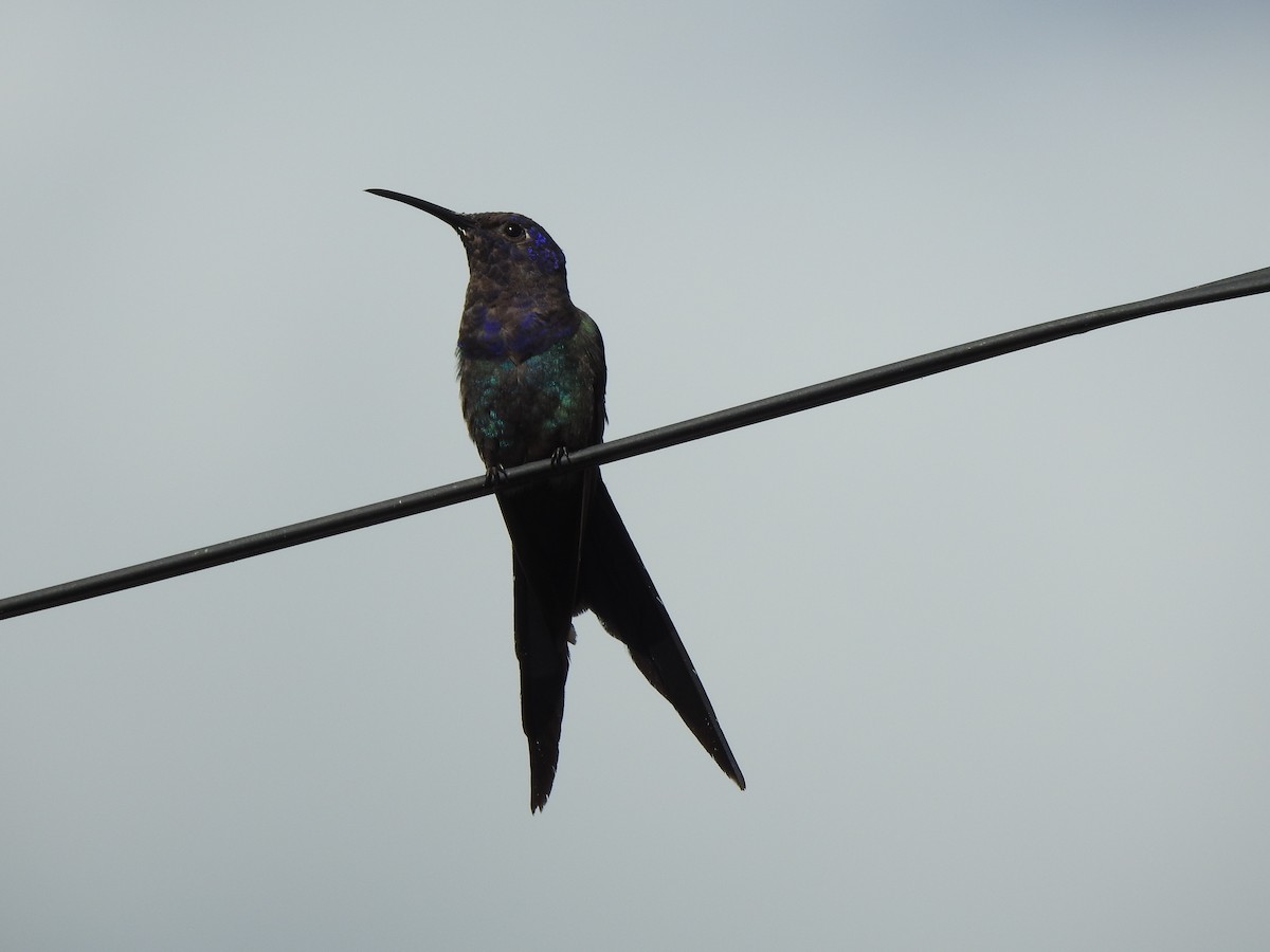 Swallow-tailed Hummingbird - ML615160043