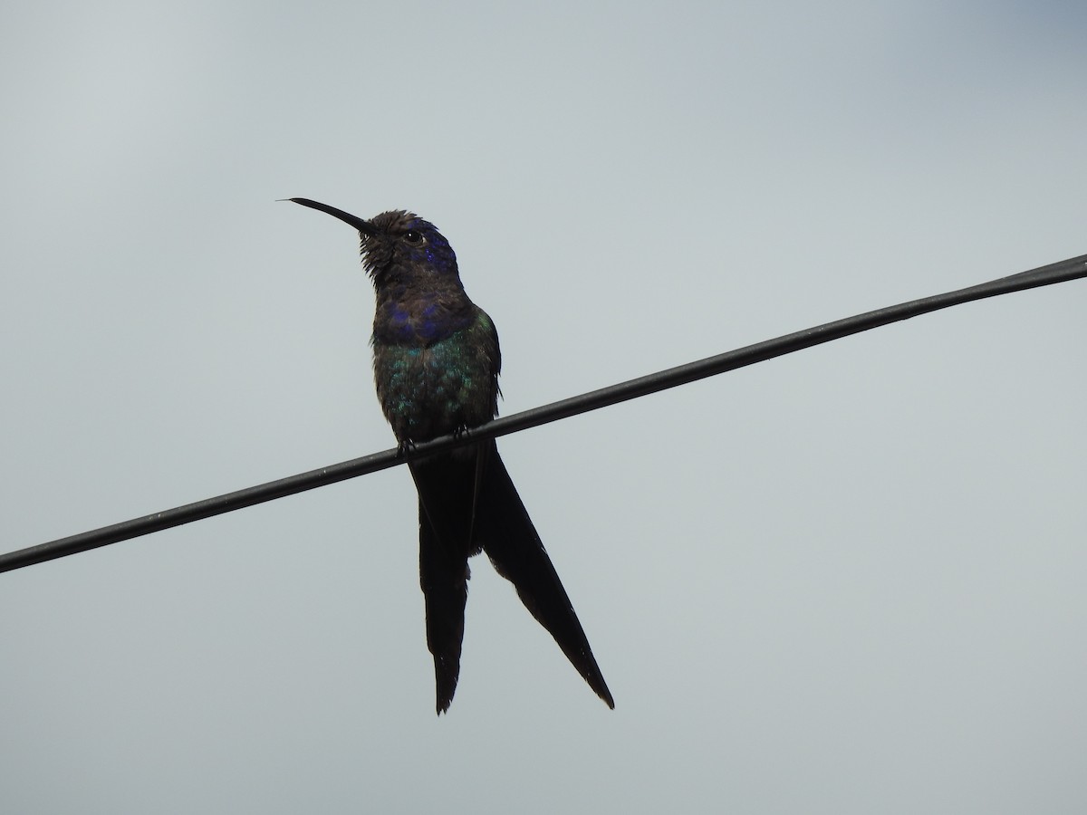 Swallow-tailed Hummingbird - ML615160044
