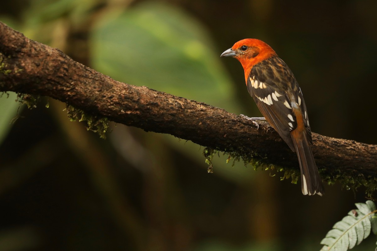 Flame-colored Tanager - ML615160048