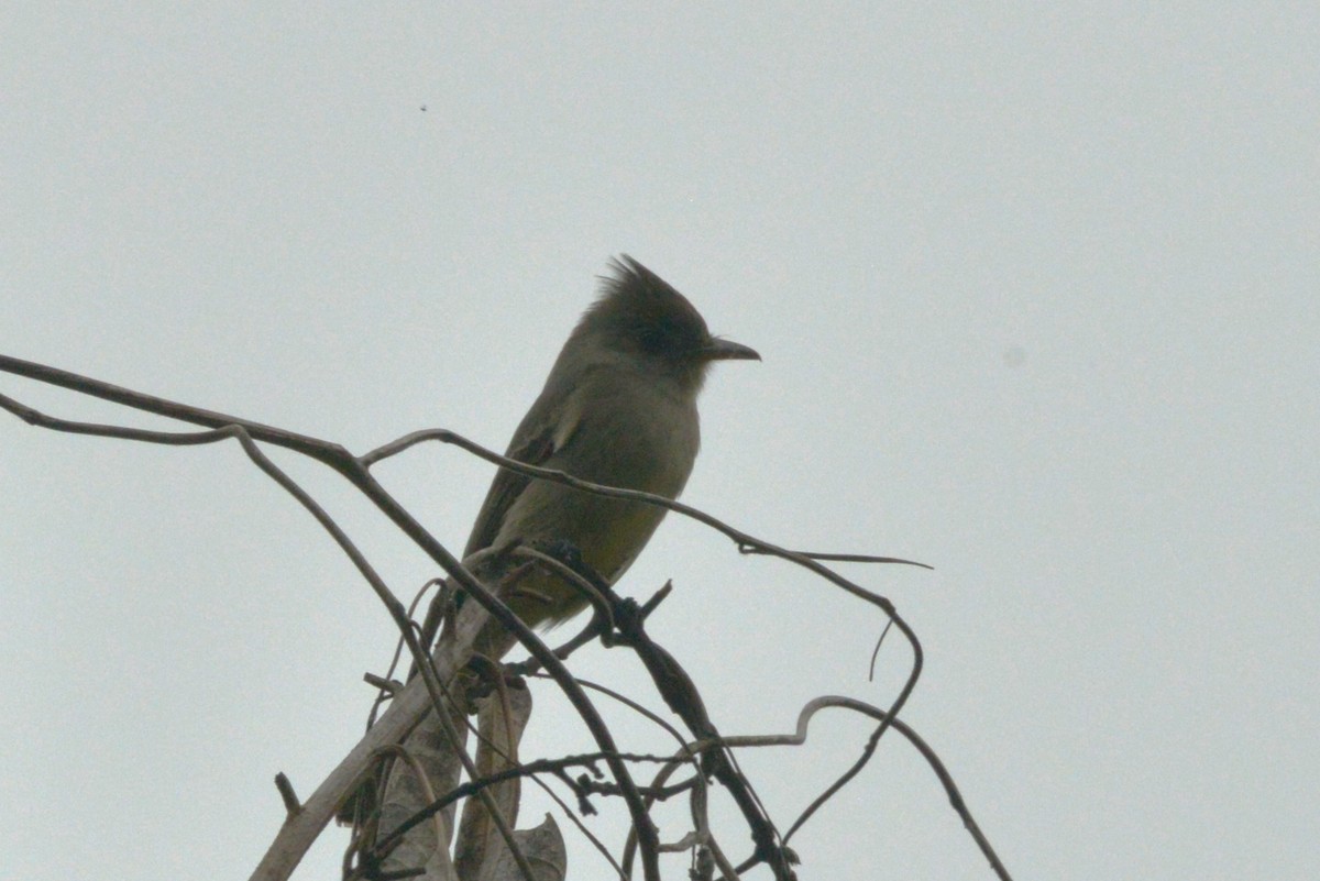 Greater Pewee - ML615160076