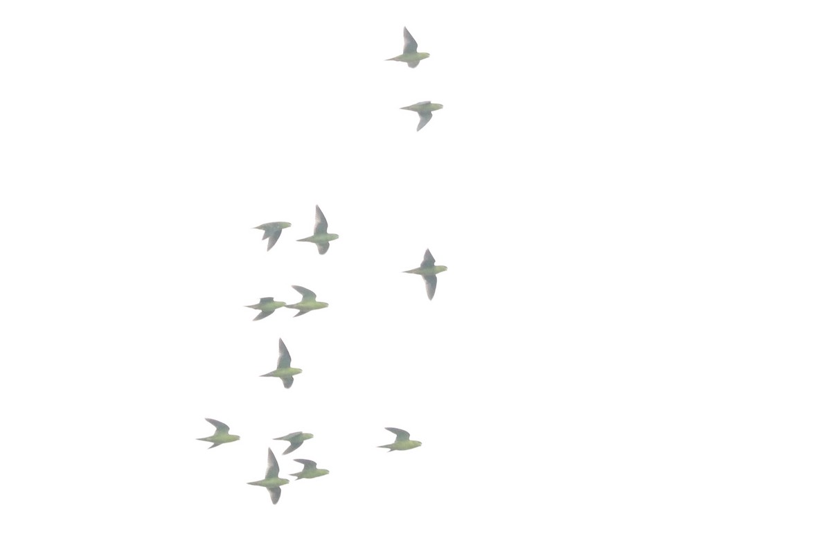 Katarina Papağanı - ML615160101