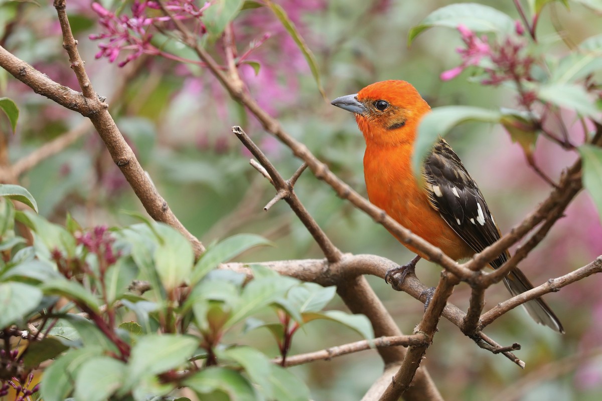 Flame-colored Tanager - ML615160258